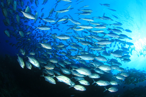 Canned tuna is a sustainable fish