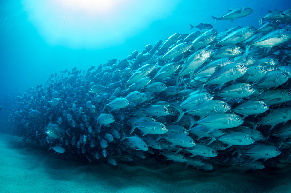 fish stocks sustainability